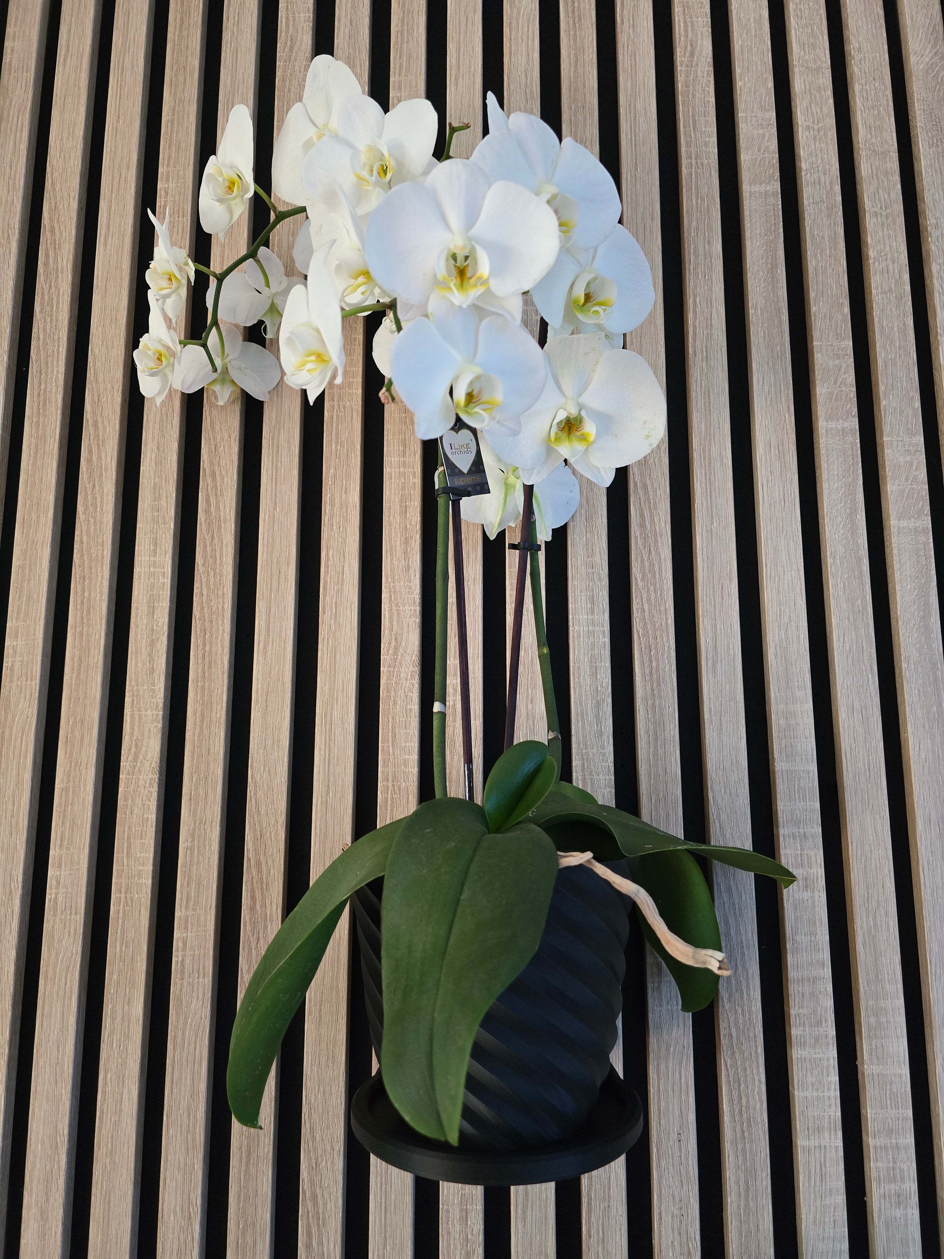 Enhance your acoustic wall panels with the sleek and functional Aku Panel Design Plant Ring by WallTune. This meticulously crafted Ring is the ideal complement to your AKU (acoustic) panel, offering a custom design that seamlessly integrates with popular brands such as WoodUpp, Hori, Nordic, Fibrotech, Bauhaus, Hornbach, and Obi.

